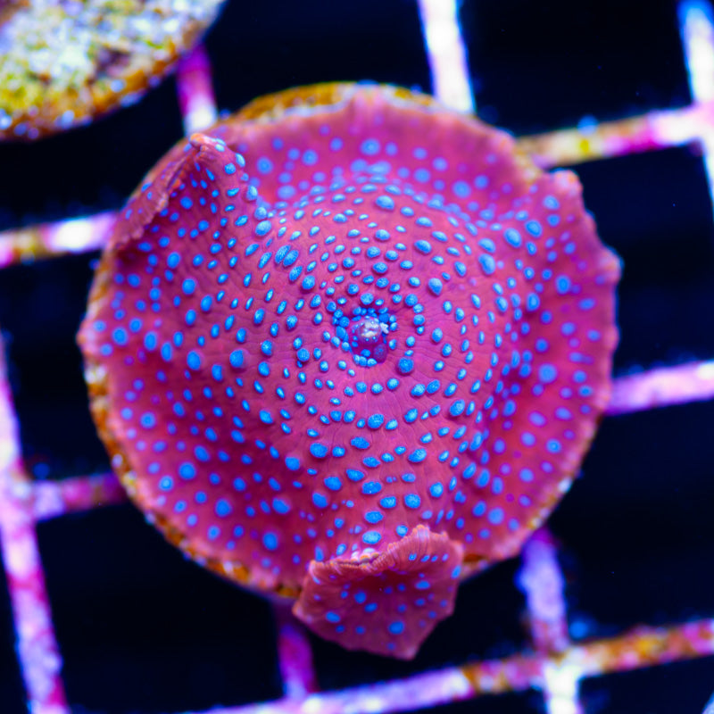 Blueberry Dot Discosoma Mushroom