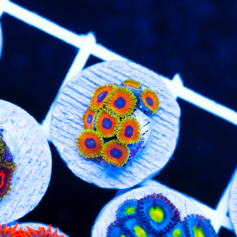OG Great Owl Zoanthids