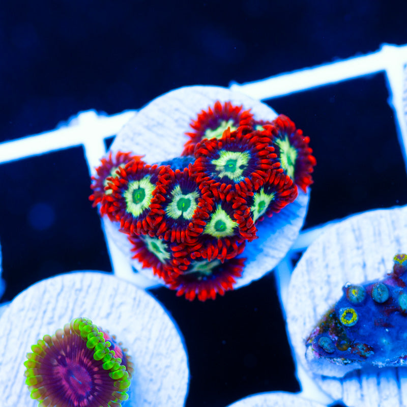 CC My Chemical Romance Zoanthids