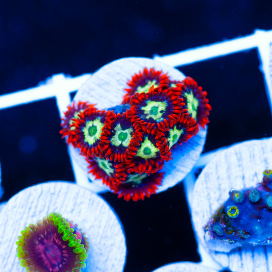 CC My Chemical Romance Zoanthids