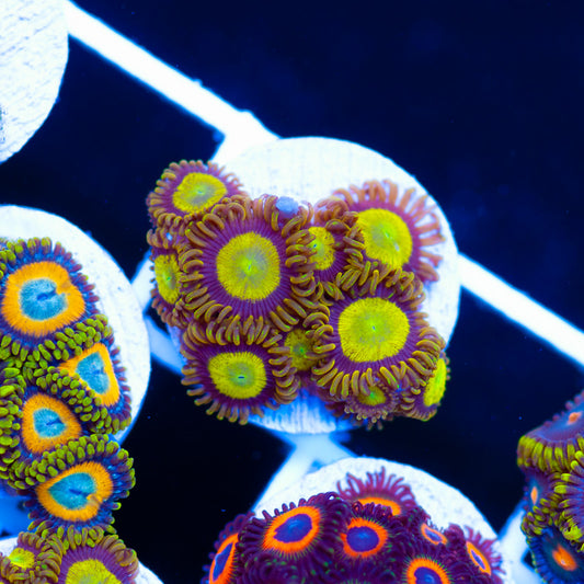 OG King Midas Zoanthids