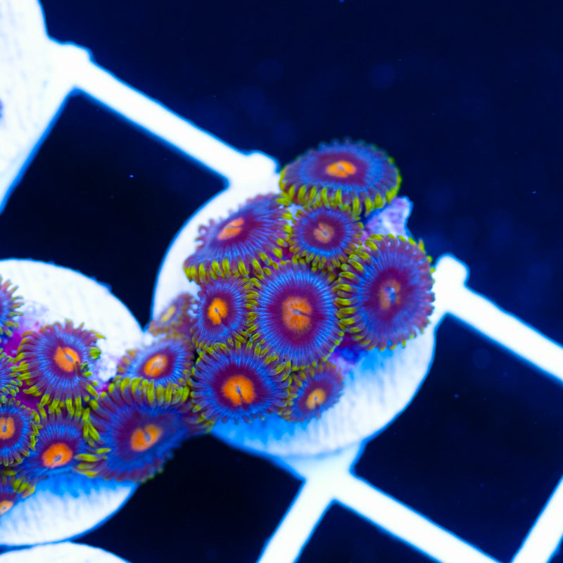OG Blowpop Zoanthids