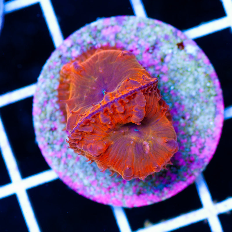 CC Orange Rainbow Blastomussa