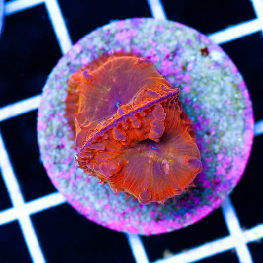 CC Orange Rainbow Blastomussa