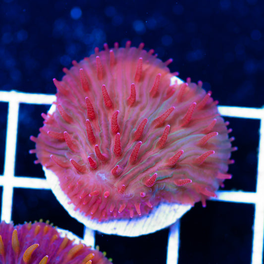 CC Ruby Red Diaseris Plate