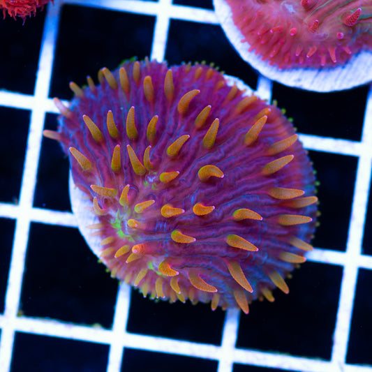 CC Flame Tip Diaseris Plate