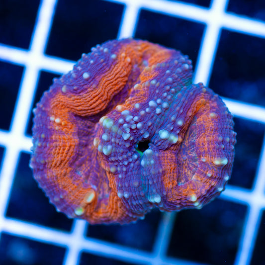 Awesome Indo Lobo #1