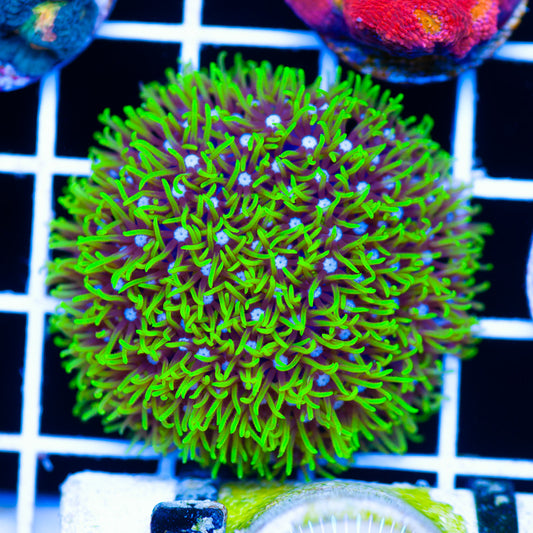 CC Dragon Furr/aka Star Polyps