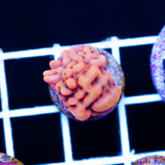 RR Crazy T Montipora