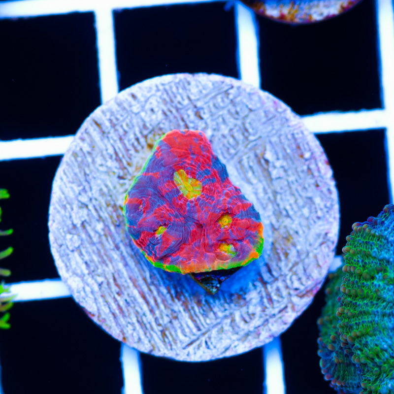 WWC Jellybean Chalice