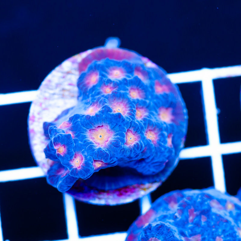 CC Space Cakes Favia