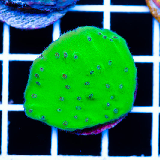 Kryptonite Turbinaria/grows in a cup shape