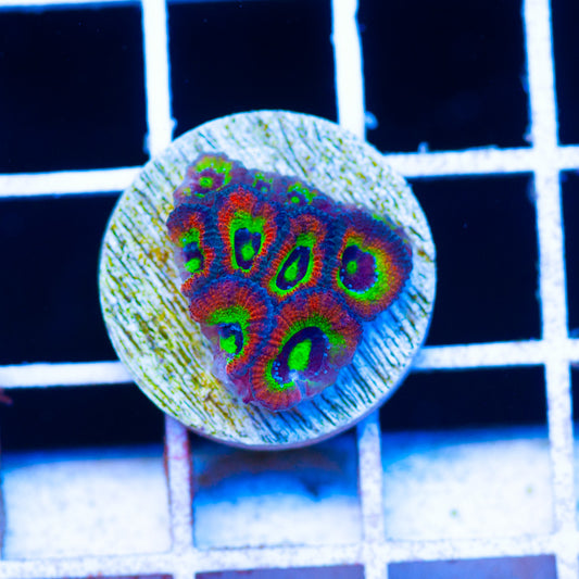 Holy Grail Micromussa