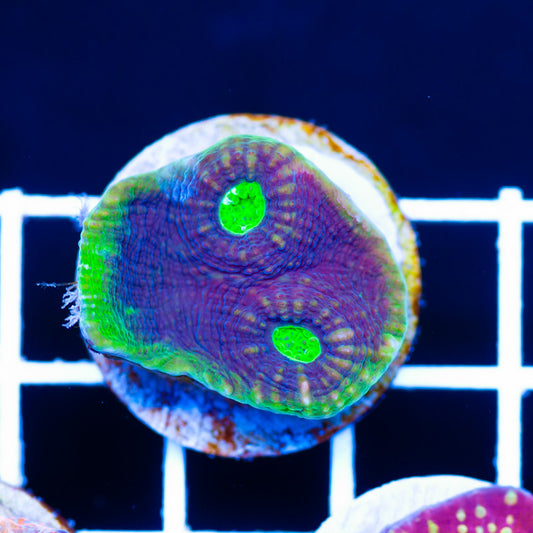 Aussie Big Green Eye Chalice