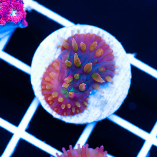 CC Flame Tip Diaseris Plate