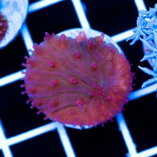 CC Ruby Red Diaseris Plate