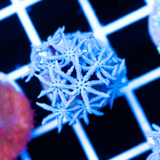 Snowflake Pipe Organ