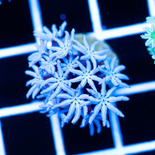 Snowflake Pipe Organ