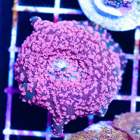 XL CC Pink Interstellar Mushroom