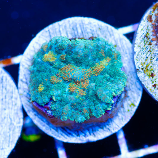 I am a Cool Shroom