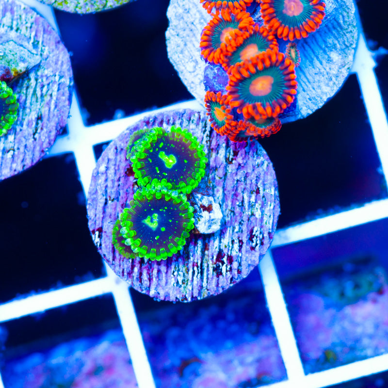 OG Exosphere Zoanthids