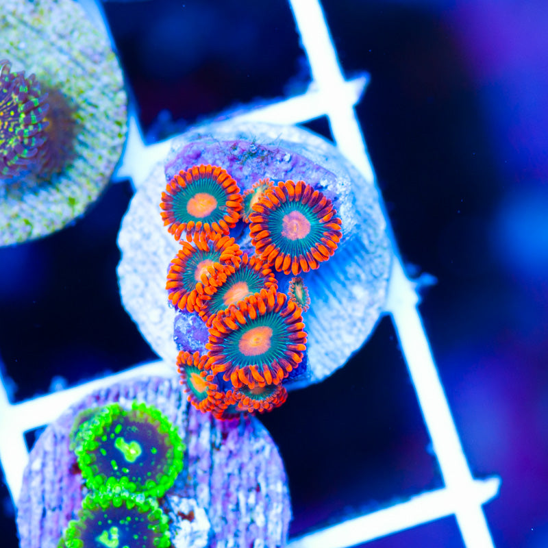 OG Gatorade Zoanthids