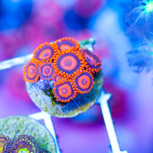 OG Orange Hornet Zoanthids