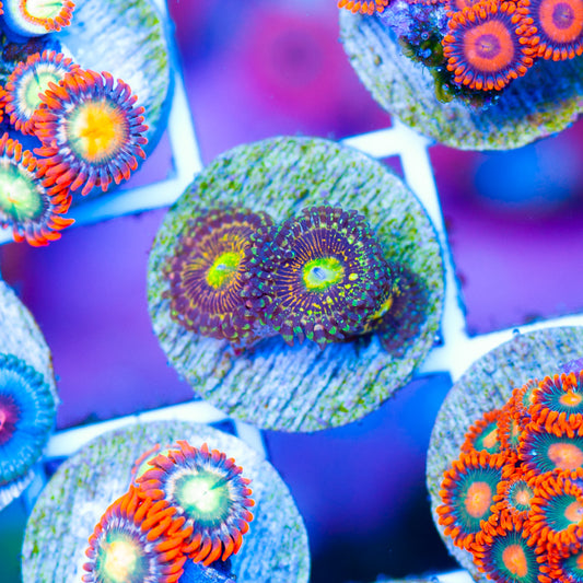 OG Grim Reaper Zoanthids