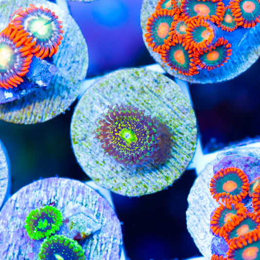 OG Grim Reaper Zoanthids