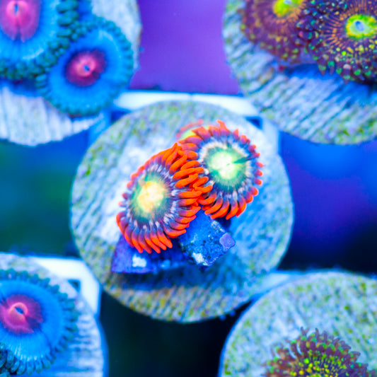 CC Hot Shot Zoanthids