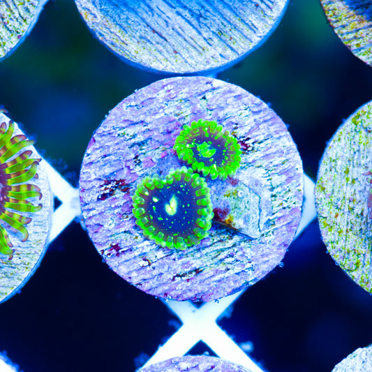 OG Exosphere Zoanthids #2