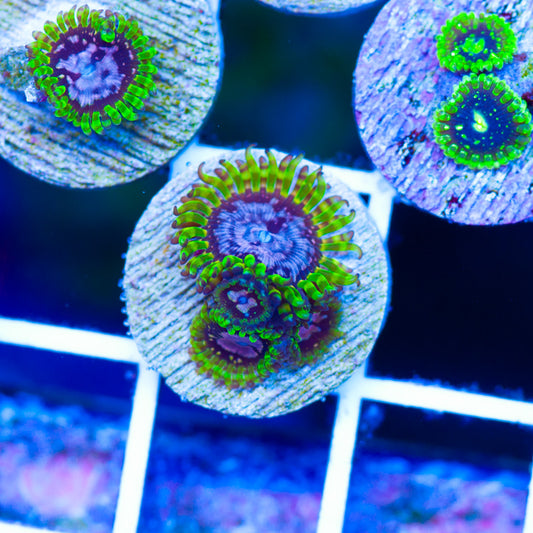 WWC Purple Monster Zoanthids