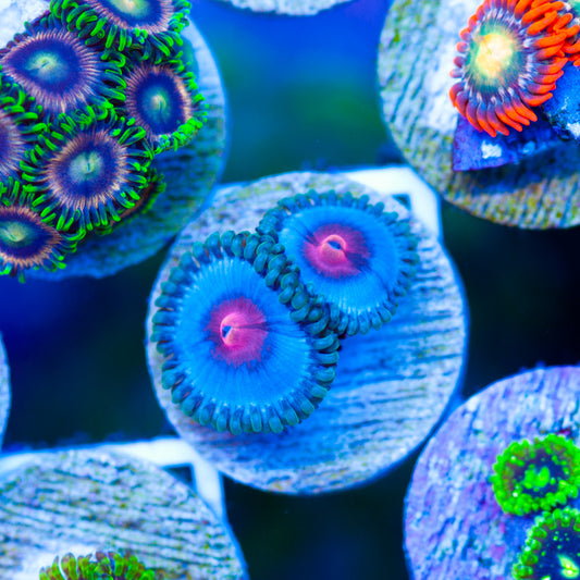 CC Miami Vice Zoanthids
