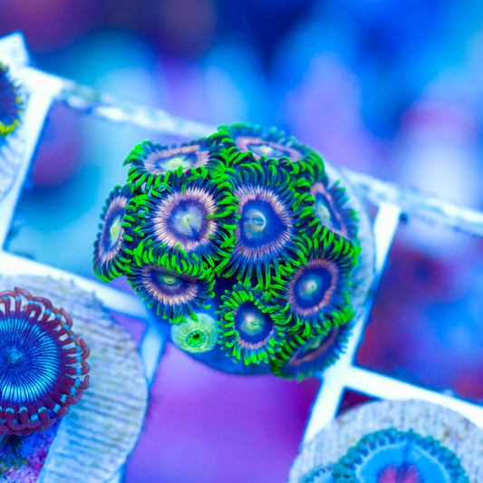 CC Raspberry Lime Zoanthids