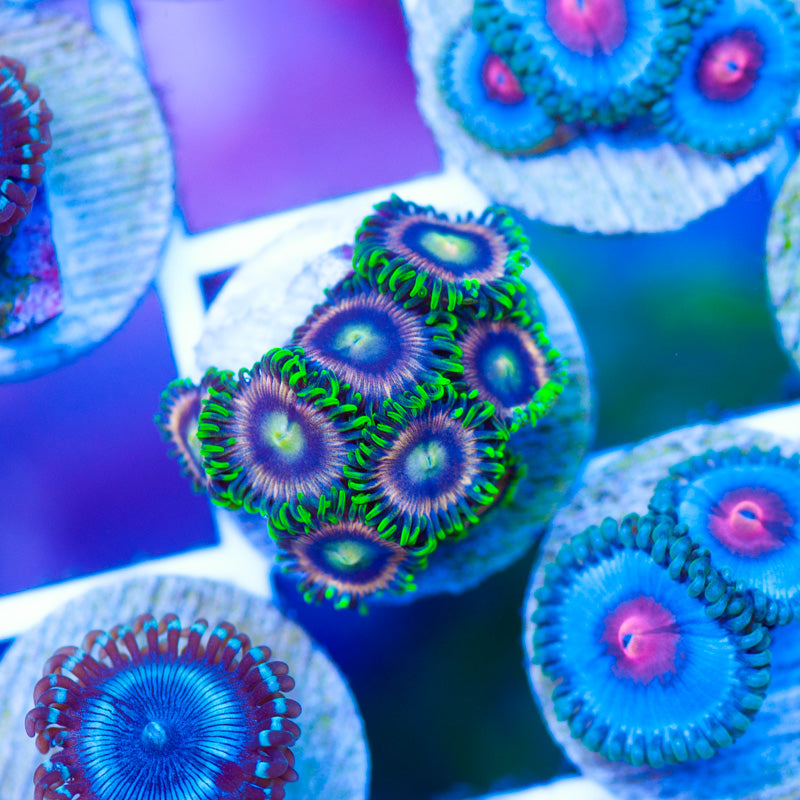 Raspberry Lime Zoanthids