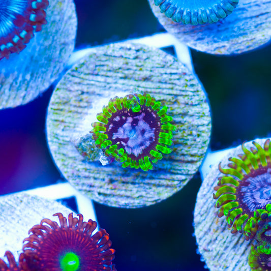 WWC Purple Monster Zoanthid