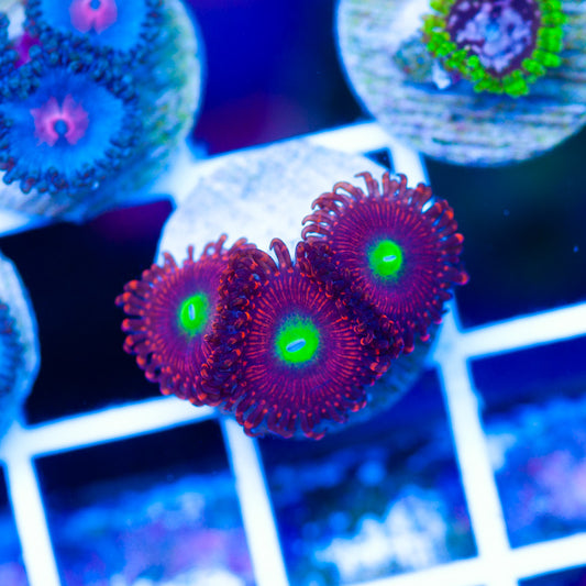 OG Hyper Phoenix Zoanthids