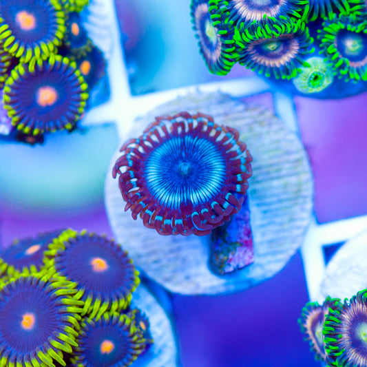 OG Frozen Armageddon Zoanthid