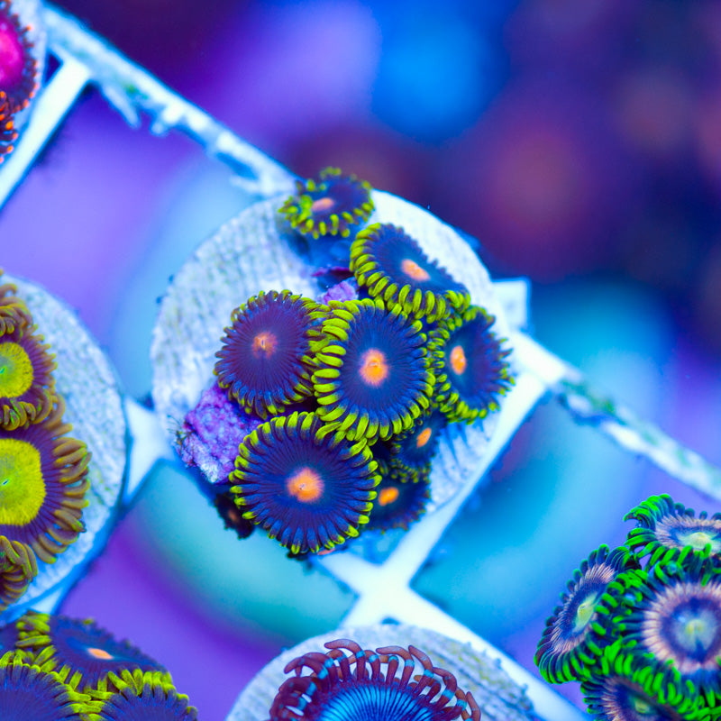 CC Scy Fy Zoanthids