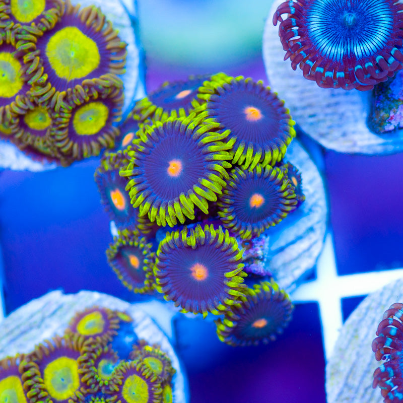 CC Scy Fy Zoanthids