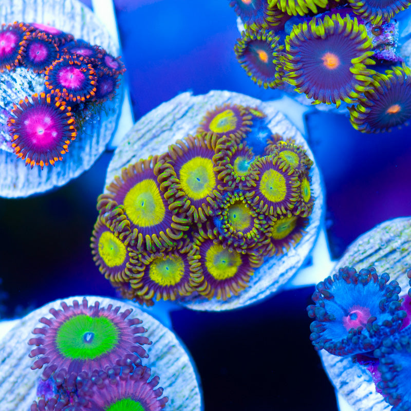 OG King Midas Zoanthids