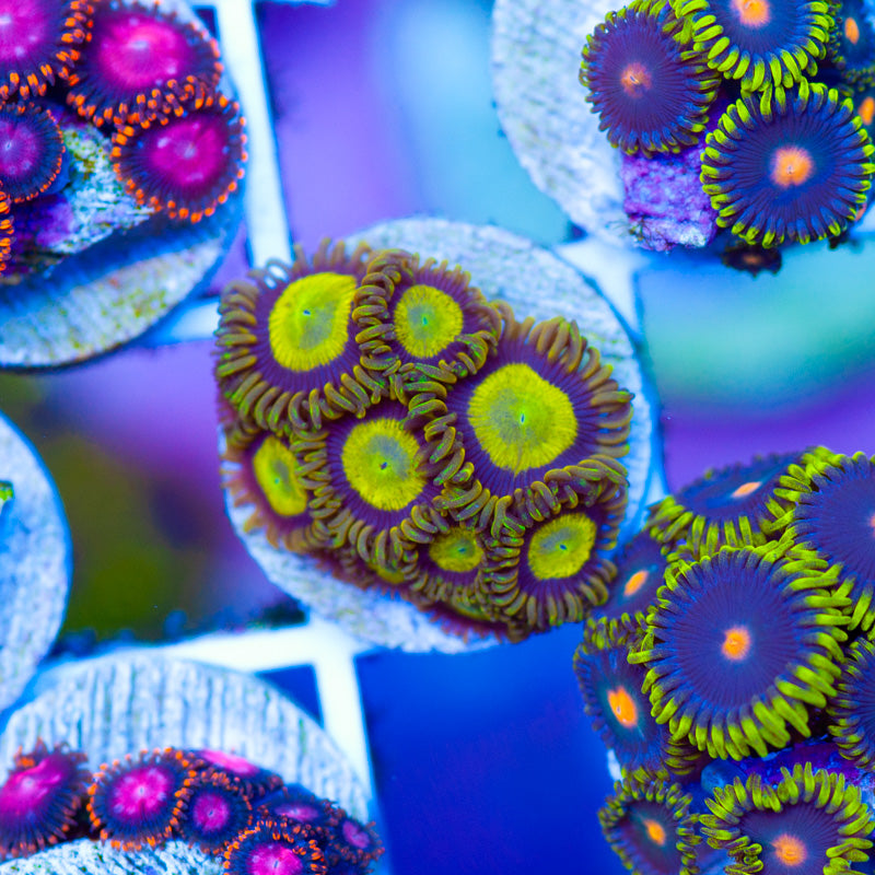 OG King Midas Zoanthids