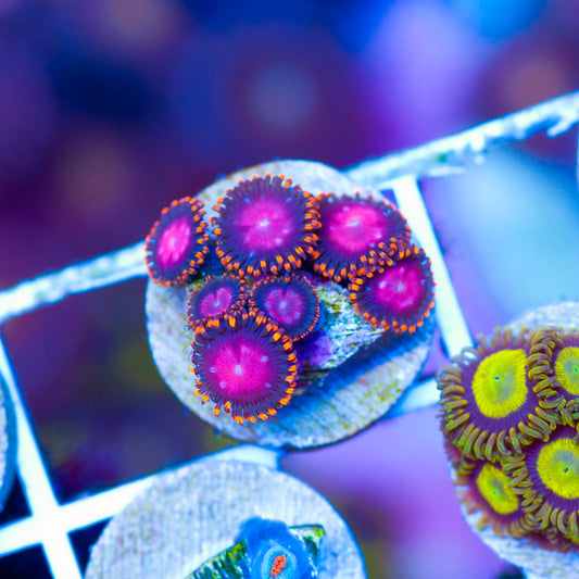 OG KH Sunburst Zoanthids