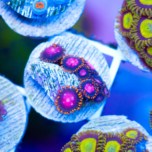 KH Sunburst Zoanthids