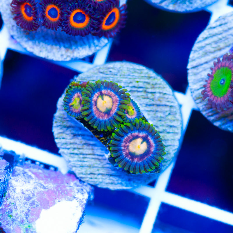 CC Laser Lemon Zoanthids