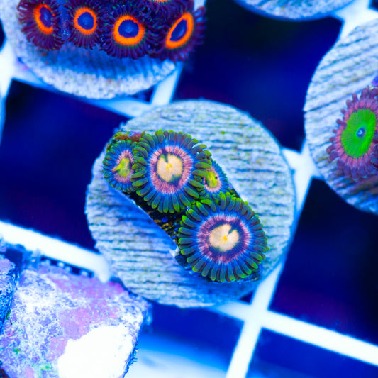 CC Laser Lemon Zoanthids