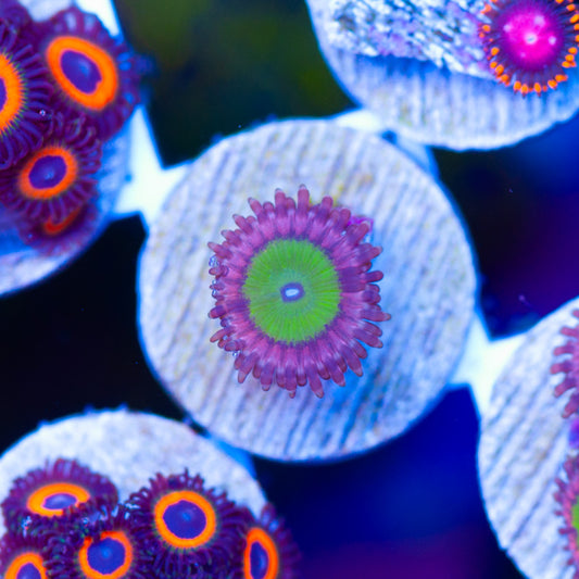 Chuckies Bride Zoanthid