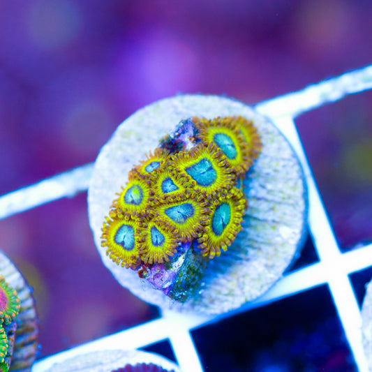 OG Pikachu Zoanthids