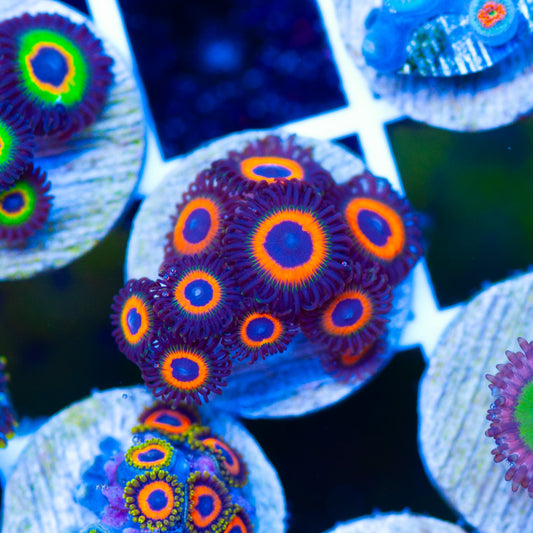 Johnnys Sea Pumpkin Zoanthids