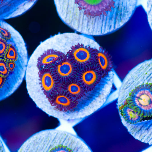 Johnnys Sea Pumpkin Zoanthids